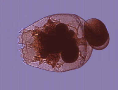 korm-dlya-ryb-brachionus-plicatilis